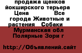 продажа щенков йокширского терьера › Цена ­ 25 000 - Все города Животные и растения » Собаки   . Мурманская обл.,Полярные Зори г.